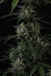 Instagram Banana Guava Auto™