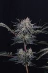 Instagram Mendo Frost Auto™