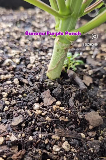 Banana Purple Punch Auto - Early Growth and Stem Development