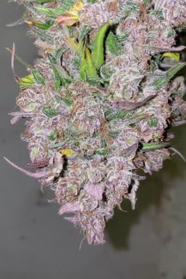 Strawberry Gorilla Auto - Dense Purple Cola Close Up