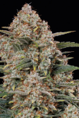 Instagram Gorilla Cookies Auto