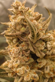Instagram Gorilla Cookies Auto