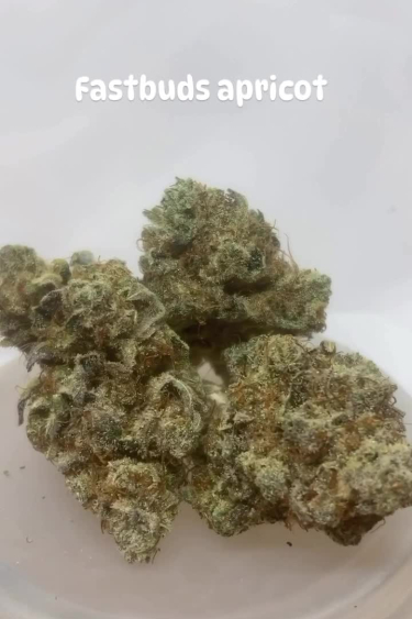 Apricot Auto - Collection of Dense Dried Buds