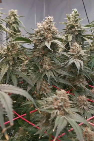 Tropicana Cookies FF - Mature Colas with Dark Purple Flower Colors