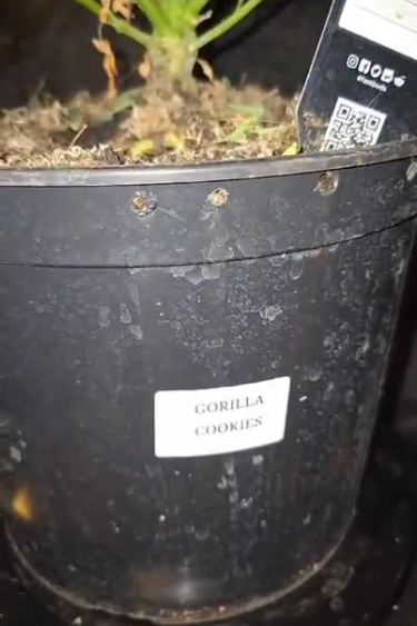 Gorilla Cookies Auto - Seedling Stage: First Weeks of Growth