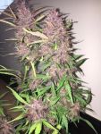 Instagram LSD-25 Auto