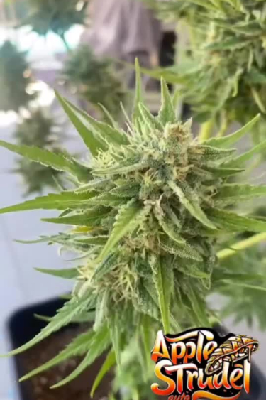 Apple Strudel Auto - Frosty Green Cola Close Up