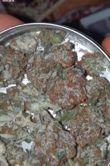 Papaya Cookies Auto - Dark Purple Returned Buds