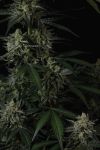 Instagram Banana Guava Auto™