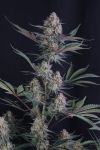 Instagram Lemon Tree Auto™