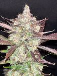 Instagram Guava Auto RF3™