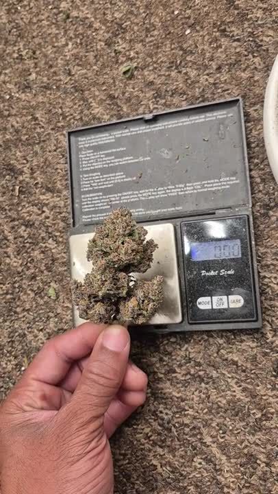 Banana Purple Punch Auto RF3 @island_flavors_ GD:IG 1