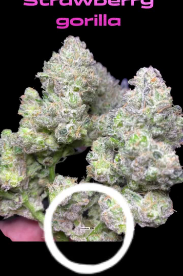 Strawberry Gorilla Auto - Frost-Covered Bud Macro View