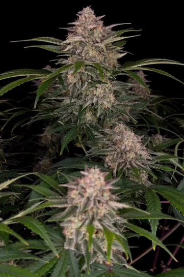 Cherry Cola Auto - Full Plant View: Multiple Colas Before Return