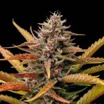 Instagram Lemon Tree Auto™