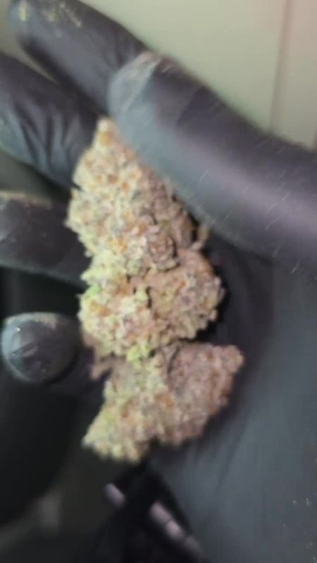 Papayton - Cured Bud in Hand by @greenlife268