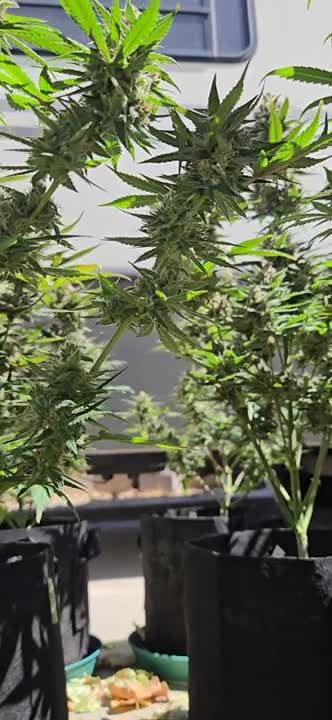 Mendo Guava Auto @chubbs 