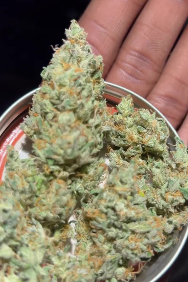 Big Bud Auto - Dense Frosty Bud Held in Hand