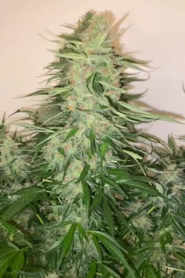Strawberry Pie Auto - Main Cola Stacking in Mid Flower