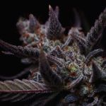 Instagram Mendo Guava Auto™