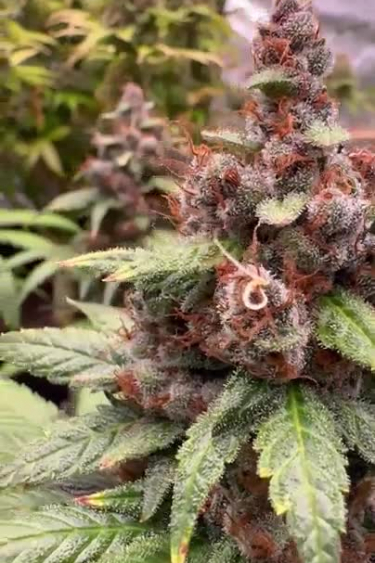 Purple Lemonade FF - Burgundy Buds and Frost Coverage