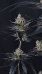 Instagram Guava Runtz Auto™