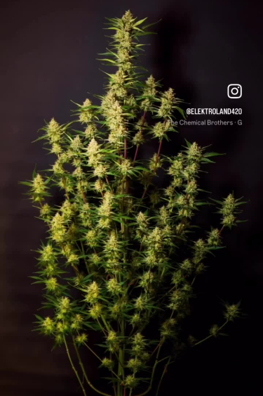 Apricot Auto - High-Return Plant with Long Stacked Colas