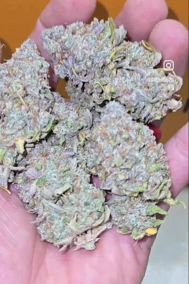 Pineapple Express Auto - Huge Hand-Held Bud Covered in Frosts
