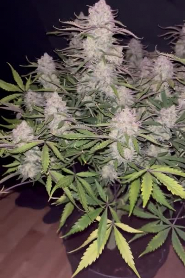 Ztrawberriez Auto - Bushy Flowering Plant with Multiple Colas