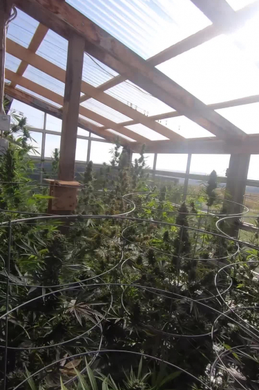 Strawberry Banana Auto - Outdoor Plants Growing Under Greenhouse Frame