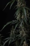 Instagram Banana Cherry Cookies Auto™