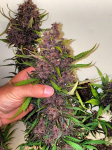 Instagram LSD-25 Auto