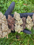 Instagram Purple Punch Auto