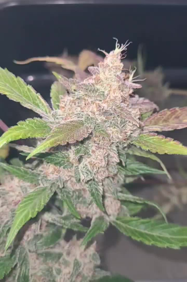 Papaya Cookies Auto - Pink and Purple Cola at Peak Flowering