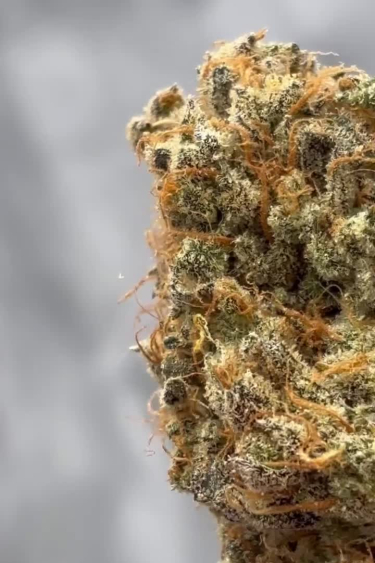 Papaya Cookies Auto - Dried Bud Macro Showing Dense Flower Structure