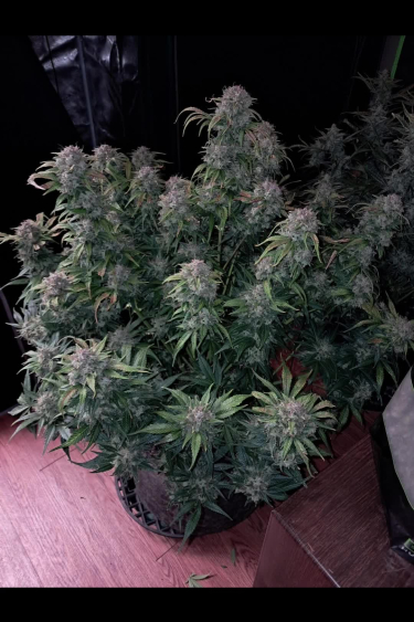 Strawberry Gorilla Auto - Full Plant with Multiple Dense Colas