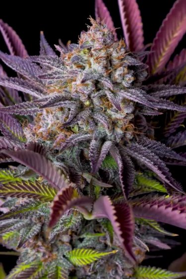 Tropicana Cookies FF - Frosty Purple Bud with Dark Leaves