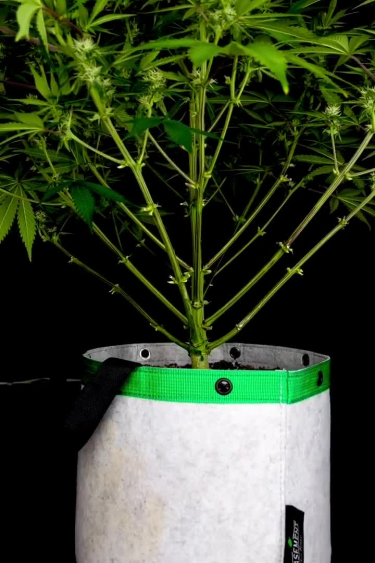 Cherry Cola Auto - Young Plant in Early Vegetative Stage