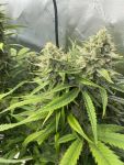 Instagram Pineapple OG Auto™