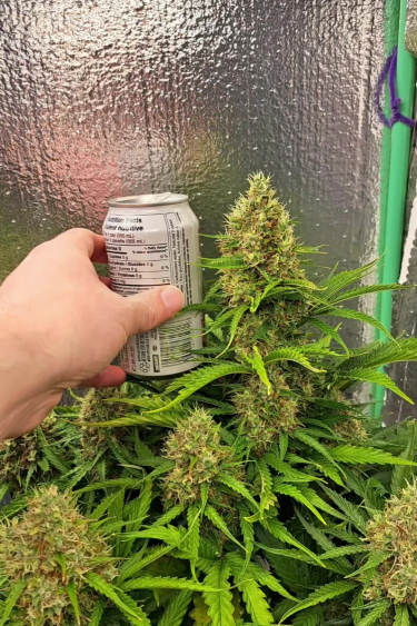 Moby Dick Auto - Checking Flowering Plant with Measuring Device