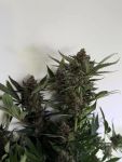 Instagram Banana Purple Punch Auto