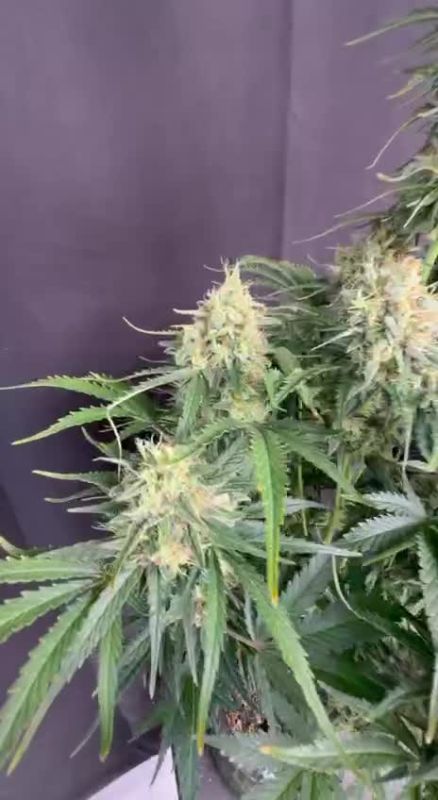 White Widow Auto plant