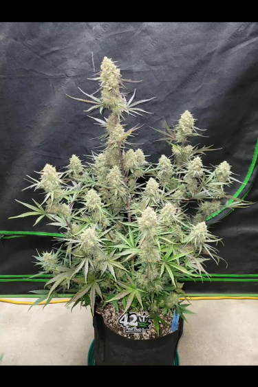 Ztrawberriez Auto - Compact Flowering Plant with Multiple Colas