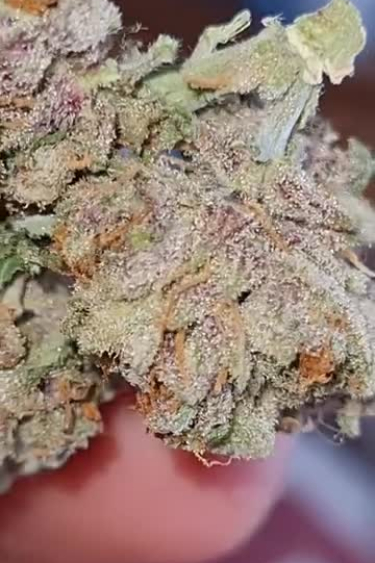 Purple Punch Auto - Frosty Purple Bud in Hand