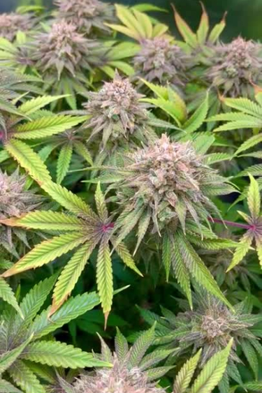 Lemon Mandarin - Pink Pistils and Bud Sites in Mid Flower