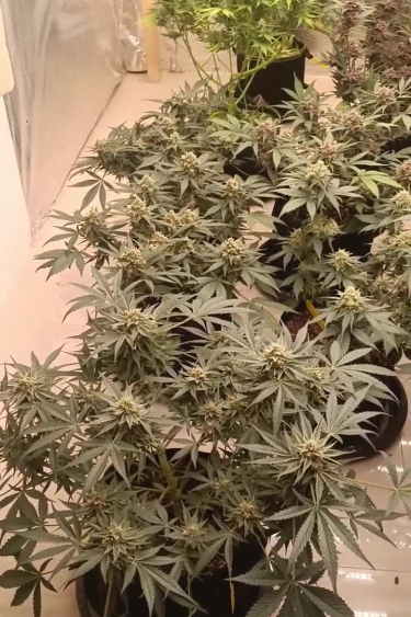 Mix Pack Auto - Dense Indoor Canopy Near Return