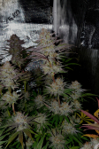 Instagram Gorilla Cookies FF