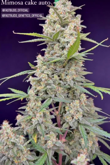 Mimosa Cake Auto - Frosty Top Cola in Late Flower Under LED