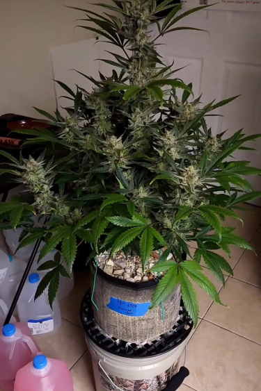 Ztrawberriez Auto - Plant Size and Structure During Flowering