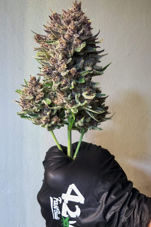 Instagram 420 Gloves Pack 3 pairs